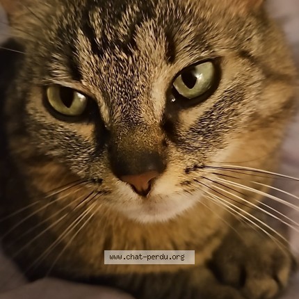 Foto 1/1 Mojito Katze verloren in Fribourg