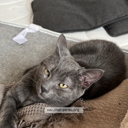Photo of a cat found in La Crau