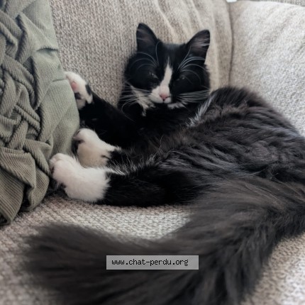 Foto 1/1 Fluffy Kat vermist in Gosselies