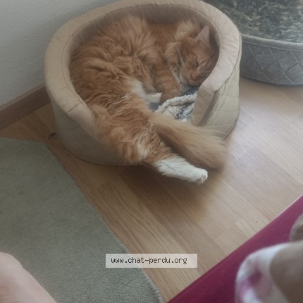 Foto 1/1 Wiedergefundene Katze Verloren in Biere