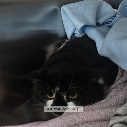 Photo 2/2 Found cat Found in Laval