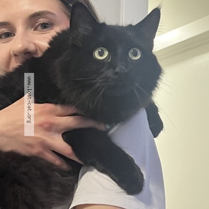 Photo 1/1 Puma Cat lost in Regina