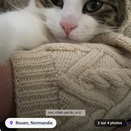 Photo of a cat found in Rouen