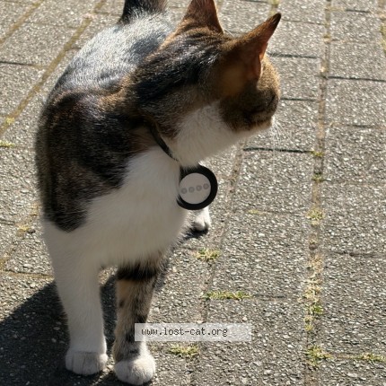 Foto 1/1 Kat gevonden Gevonden in Etterbeek