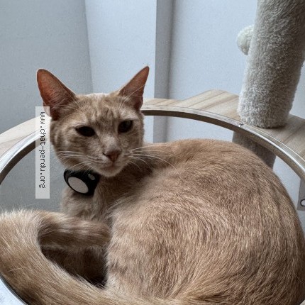 Photo of a cat found in Jouy