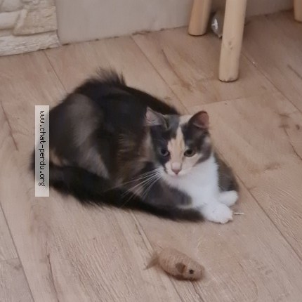 Photo of a cat found in Saint Remy De Sille