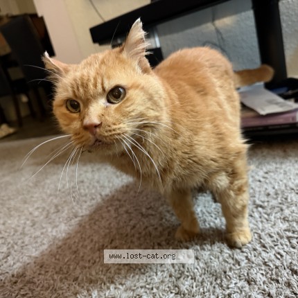 Photo 1/1 Found cat Found in Winnipeg