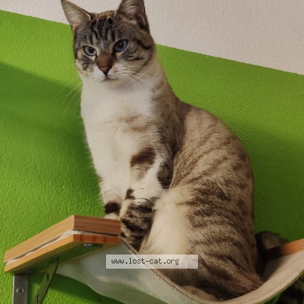 Foto di gatto smarrito a Agrate Brianza