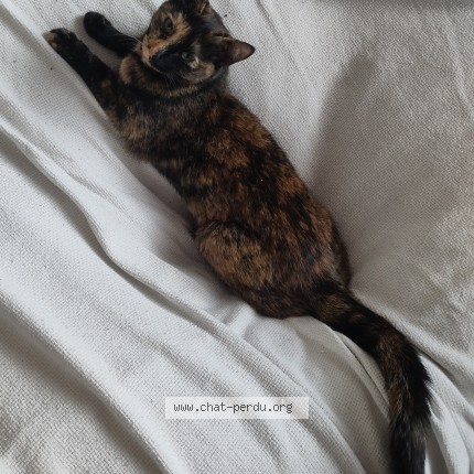 Foto 1/1 Wiedergefundene Katze Verloren in Gals