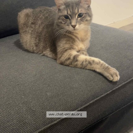Photo of a cat found in Nantes
