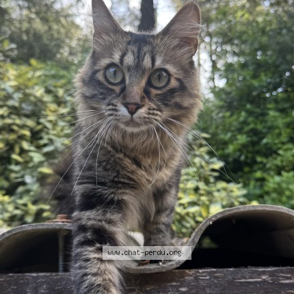 Photo of a cat found in Lorgues