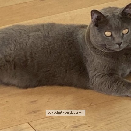 Photo of a cat found in Paris