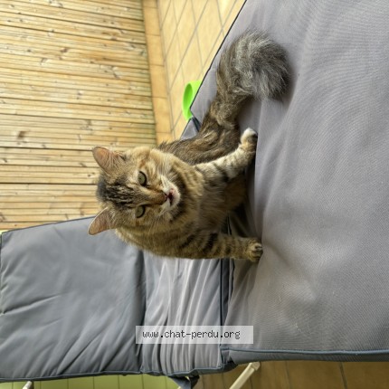 Photo of a cat found in Annay
