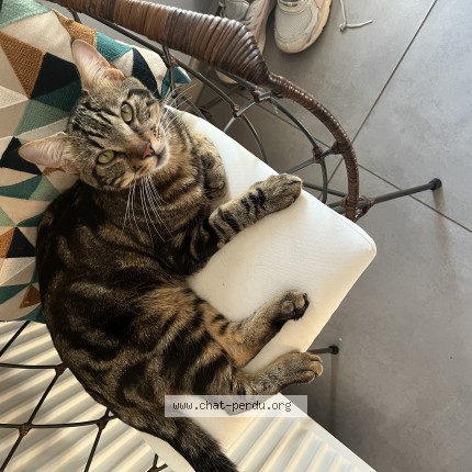 Photo of a cat reunited in Lyon
