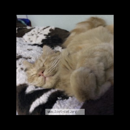 Photo 1/1 Zeus Cat lost in Las Vegas