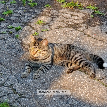 Photo 1/1 Muscade Cat lost in Mcmasterville