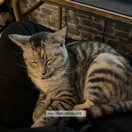 Photo of a cat found in Dettwiller