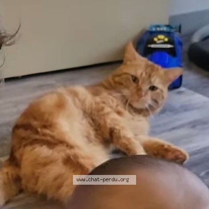 Photo of a cat found in Bucheres