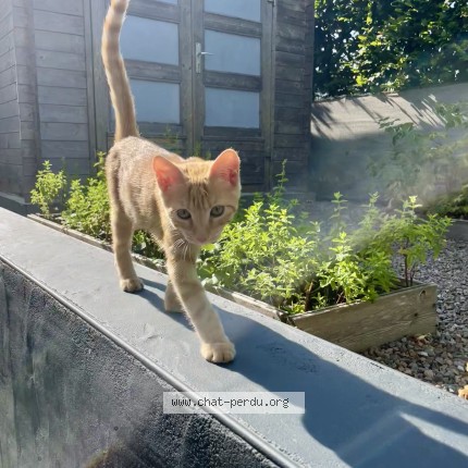 Photo of a cat found in Betton