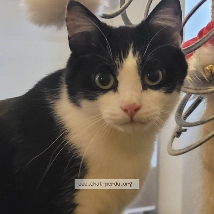 Photo of a cat found in Rumilly