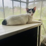 Chimmi