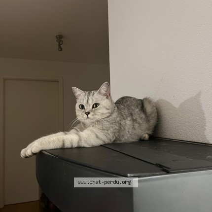 Foto 1/1 Lumi Katze verloren in Neuchatel
