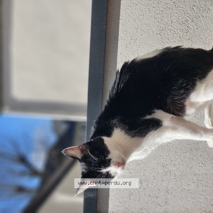 Photo of a cat found in Longjumeau