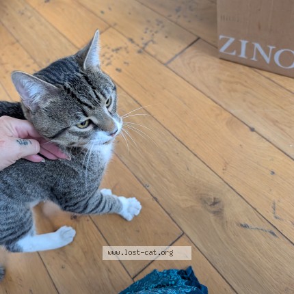 Photo 1/1 Found cat Found in London