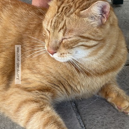 Photo of a cat found in Coubert