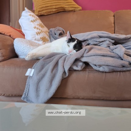 Foto 1/1 oreo Kat vermist in Louvain La Neuve