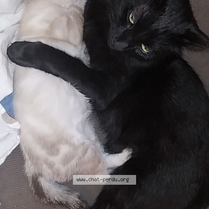 Foto 1/1 Saturnin Kat vermist in Bastogne