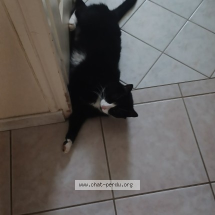 Photo of a cat found in Desnes