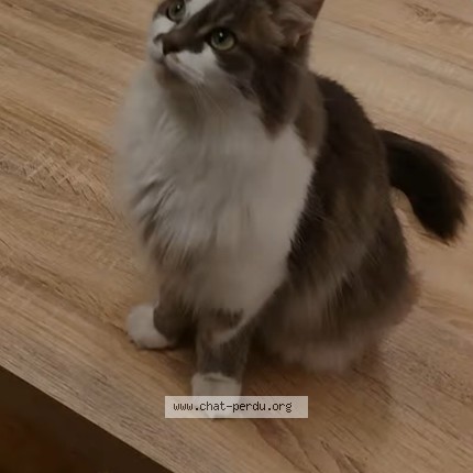 Photo of a cat found in Lomme