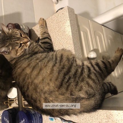 Photo of a cat found in Ballan Mire