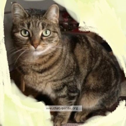 Photo of a cat found in Fontenay Sous Bois