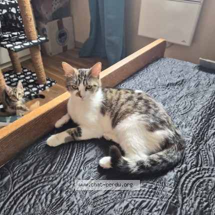 Photo of a cat found in Auzouville L Esneval