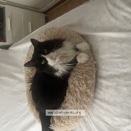 Photo of a cat reunited in Montauban