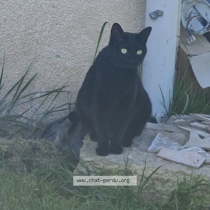 Photo of a cat found in Girancourt