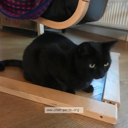 Photo of a cat found in Bagnolet