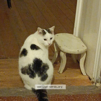 Foto 1/1 Litchi Kat vermist in Bruxelles