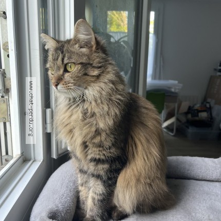 Photo of a cat found in Gouvieux