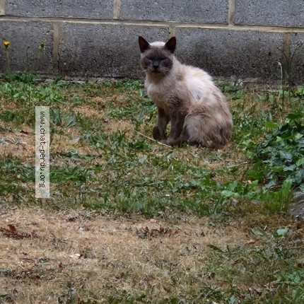 Foto 1/1 Kat gevonden Gevonden in Gilly