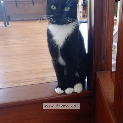 Photo of a cat found in Brest