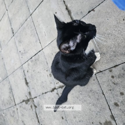 Photo 1/1 Found cat Found in Poplar Bluff