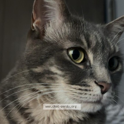 Foto 1/1 queen Kat vermist in Bruxelles