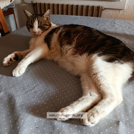 Photo of a cat found in Marignane