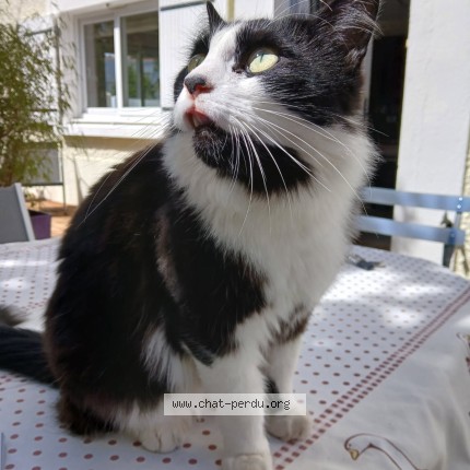 Photo of a cat found in Pornichet 44380