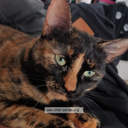 Photo of a cat found in Montreuil