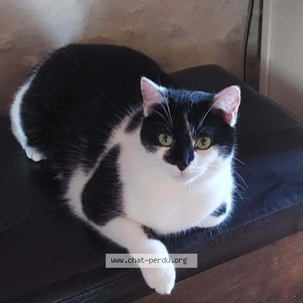 Photo of a cat found in Durfort Et St Martin De Saussena