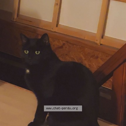 Foto 1/1 jimmy Kat vermist in Corbion
